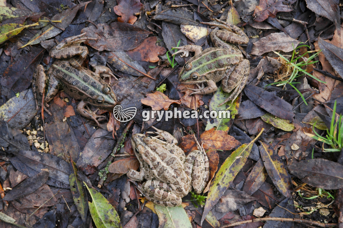Grenouilles - gryphea.com